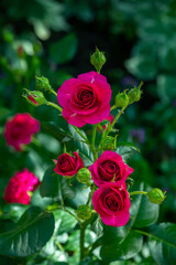 Blossom pink rose flower macro photography on a sunny summer day. Garden rose with pink petals close-up photo in the summertime. Tender rosa floral background.	
