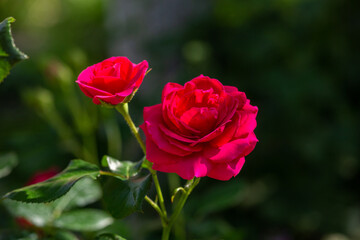 Blossom red rose flower macro photography on a sunny summer day. Garden rose with scarlet petals close-up photo in the summertime. Scarlet rosa floral background.	