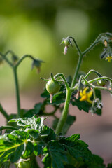 Green tomatoes hanging on a branch in the summertime macro photography. Blooming plant of small tomatoes with green fruits close-up photo.