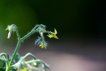 Yellow flowers of a tomato on a dark background in the summer macro photography. Blooming plant of small tomatoes with yellow petals close-up photo.