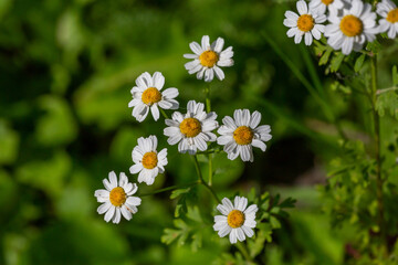 Blooming chamomile flower on a summer sunny day macro photo. Wildflowers with white petals in the meadow close-up photo. Blossom daisies in springtime floral background.	