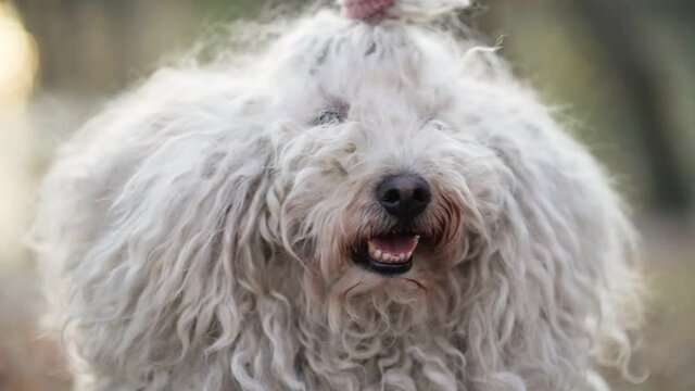 Portrait of Hungarian Shepherd Dog Puli. Funny curly dog close up.