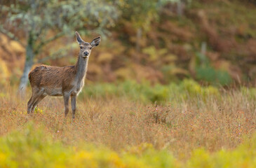 Wild, native, Red Deer hind or female, stood in rainy Autumn weather in Glen Strathfarrar, Highlands of Scotland. Facing camera. Spac efor copy.  Horizontal.