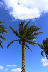 Obraz na płótnie Canvas Palm trees and blue sky