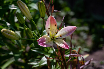 Blossom bicolor lily flower macro photography in a summer day. Garden lily with pink and yellow petals on a greenery background closeup photo in a sunny day.