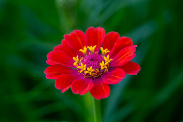 Bright red zinnia flower on a green background on a summer day macro photography. Blooming zinnia with red petal photography close-up in summer. 