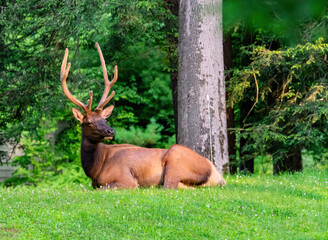 Naklejka na ściany i meble Elk in Elk County Pennsylvania