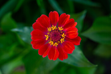 Bright red zinnia flower on a green background on a summer day macro photography. Blooming zinnia with red petal photography close-up in summer. 