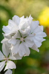 Blooming white musk mallow flower on a summer sunny day macro photography. Garden Malva moschata with white petals in the summer close-up photo. Musk-mallow flower on a green background.
