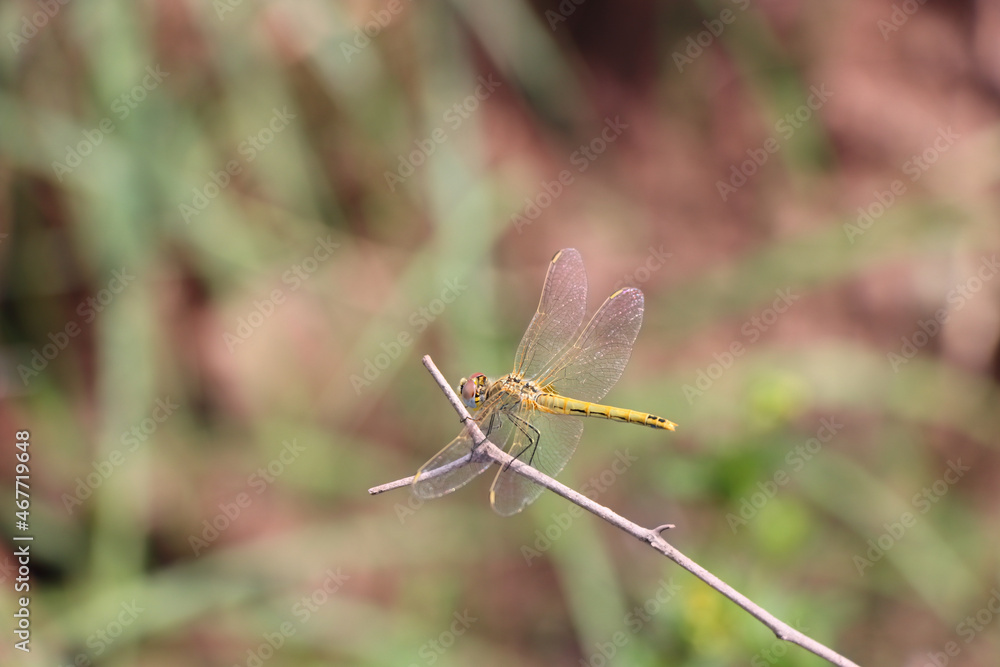 Poster macro shot of a dragonfly on a tree branch with a blurred background