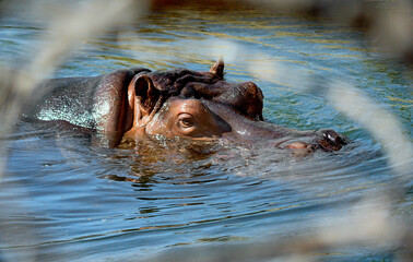 Beautiful hippo peeking its head out from under a bright blue lake in a park on a sunny day