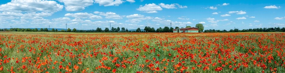 scenic poppy flower field with intensive red and blue color