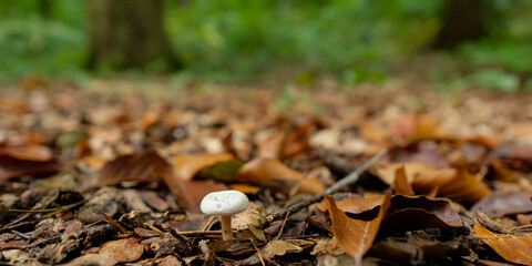 White mushroom in a forest