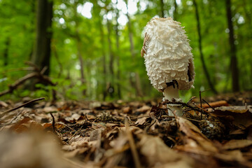 Shaggy ink cap (Coprinus comatus) in a forest