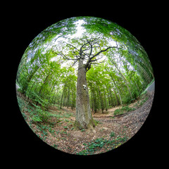 Huge old oak tree with fish-eye lens