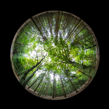 Fish-eye view forest trees reaching the sky