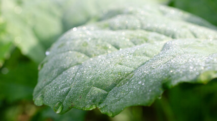 Green rapeseed leaf with dew drops, close-up. Young green rapeseed leaf. Background from green leaf...