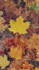 autumn leaves background