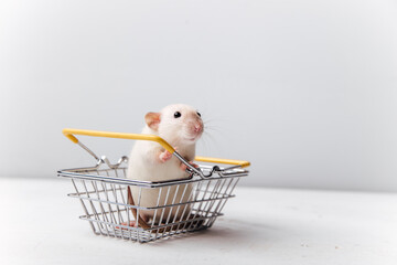 cute mouse on a light background 