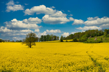 Obraz premium Blühende Rapsfelder umter bewölktem Himmel