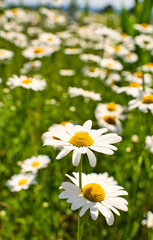 Fototapeta premium Blühende Margeriten auf der Wiese