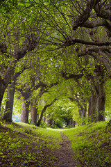 Pfad durch grüne Allee im Frühling