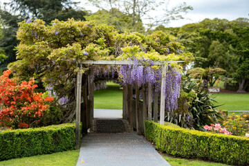 Fototapeta na wymiar The majestic Kuirau Park in Rotorua, famous for its mud pools and serene parklands.