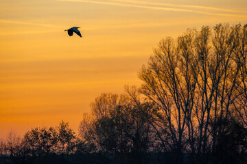 The silhouette of a grey heron flying in the orange sky of a sunset at a cold day in Hesse, Germany.
