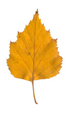 Yellow autumn birch leaf on a white background