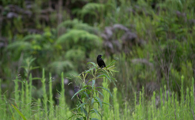 A bird known as Assum-preto (Gnorimopsar chopi) under the branches of plants in the city of Apiaí, São Paulo, Brazil.