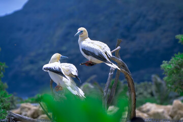 Seabirds