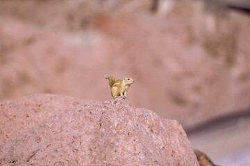 Squirrel