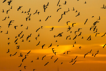 A huge swarm of star birds flying in the evening sky during a dramatic sunset.