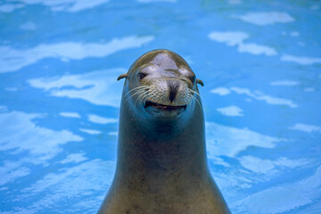 Smiling sea lion
