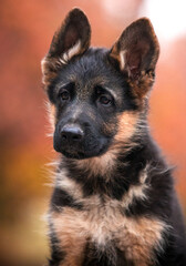 portrait of german shepherd dog in autumn park
