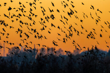 A huge swarm of star birds flying in the evening sky during a dramatic sunset.