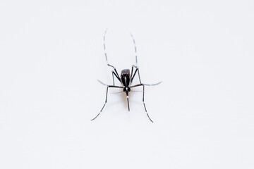 Mosquito (Aedes Albopictus, Asian tiger mosquito) transmitting dengue and chikungunya viruses. Mosquito isolated in white background.