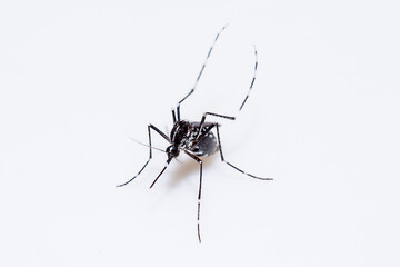Mosquito (Aedes Albopictus, Asian tiger mosquito) transmitting dengue and chikungunya viruses. Mosquito isolated in white background.