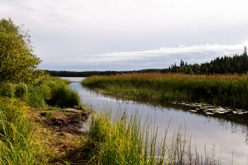 the northern forest near the reservoir at the end of summer