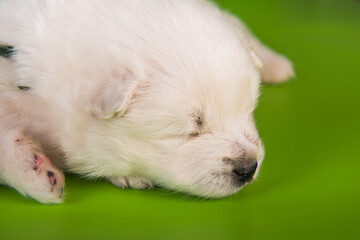 White small Samoyed puppy dog on green background