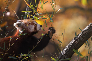 Red Panda (Ailurus fulgens) holding bamboo branches in its paw, which it is about to eat.