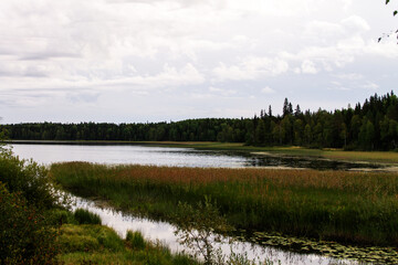 the northern forest near the reservoir at the end of summer