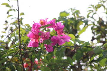 Beautiful bougainvillea purple flower. bougainvillea flower.