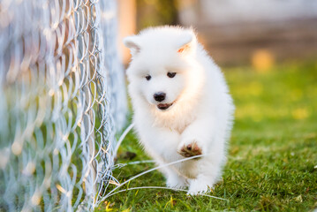 Adorable samoyed puppy running on the lawn