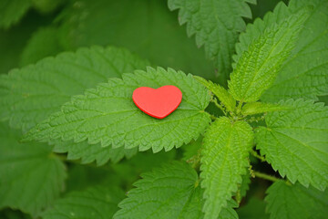Heart on stining nettle with text burning love