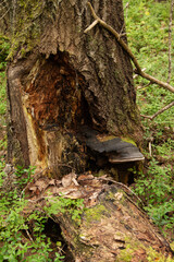 natural background a tree mushroom on a tree trunk
