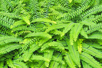 Adiantum pedatum green fern background, soft focus. Northern maidenhair fern - 467728023
