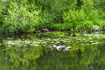 Beautiful scenery, summer forest river landscape. Stone rocks in water