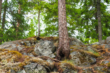 Mountain trail view rocky landscape, bottom view. Trunks and roots of an old coniferous forest on rocky mountain