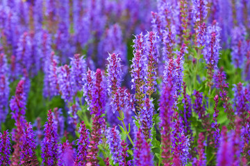 Purple flowers Salvia officinalis on meadow. Medicinal herb, Meadow Clary or sage